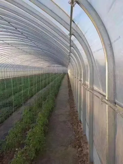 Serra agricola cinese a film multi-span Po/PE con sistema idroponico Aquaponics